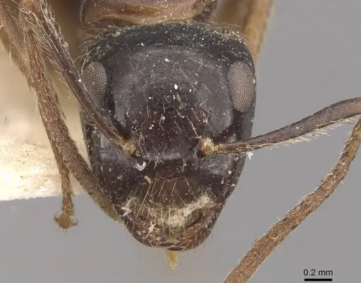 Camponotus simus specimen CASENT0910561 image casent0910561_2