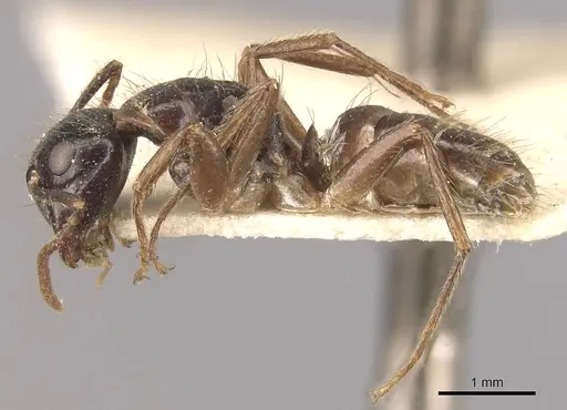Camponotus simus specimen CASENT0910561 image casent0910561_3