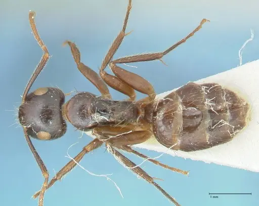 Camponotus simus specimen FOCOL2266 image focol2266_1
