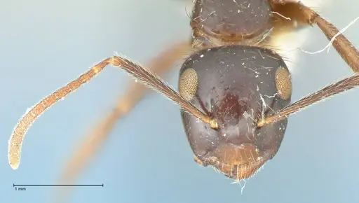 Camponotus simus specimen FOCOL2266 image focol2266_2
