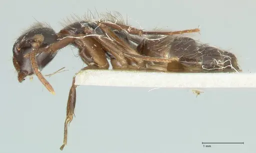 Camponotus simus specimen FOCOL2266 image focol2266_3