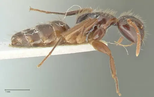 Camponotus simus specimen FOCOL2266 image focol2266_4