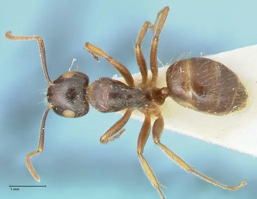 Camponotus simus specimen FOCOL2267 image focol2267_1