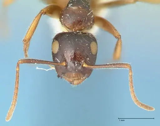 Camponotus simus specimen FOCOL2267 image focol2267_2