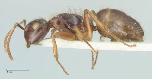 Camponotus simus specimen FOCOL2267 image focol2267_3