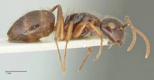 Camponotus simus specimen FOCOL2267 image focol2267_4