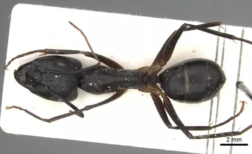 Camponotus sinaiticus specimen CASENT0281013 image casent0281013_1