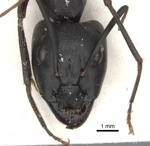 Camponotus sinaiticus specimen CASENT0281013 image casent0281013_2