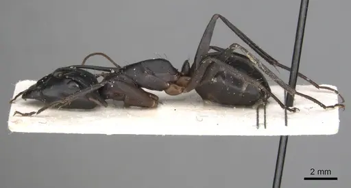 Camponotus sinaiticus specimen CASENT0281013 image casent0281013_3
