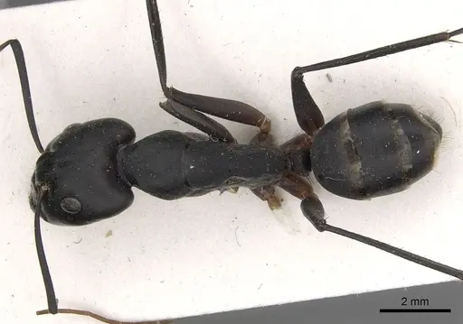 Camponotus sinaiticus specimen CASENT0281033 image casent0281033_1