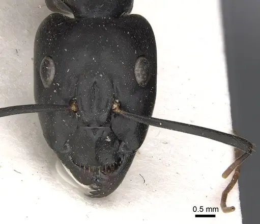Camponotus sinaiticus specimen CASENT0281033 image casent0281033_2