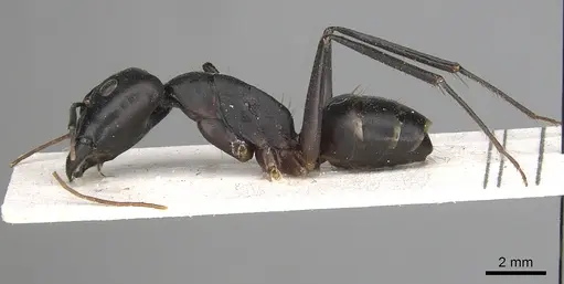 Camponotus sinaiticus specimen CASENT0281033 image casent0281033_3