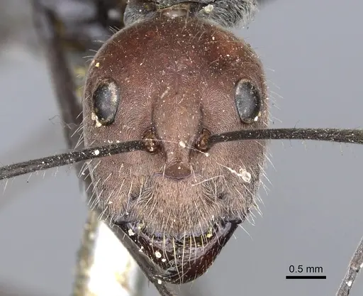 Camponotus singularis specimen CASENT0903554 image casent0903554_2