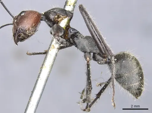 Camponotus singularis specimen CASENT0903554 image casent0903554_3