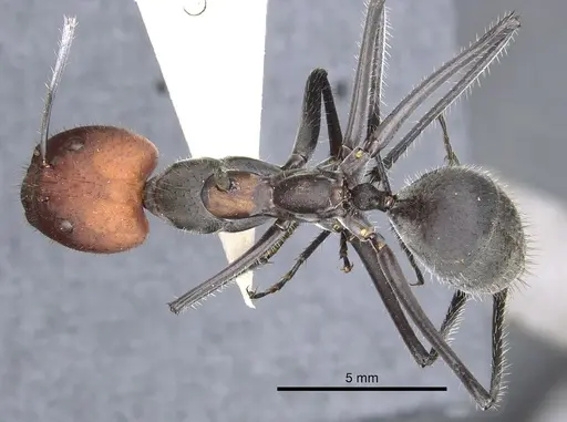 Camponotus singularis specimen CASENT0903555 image casent0903555_1