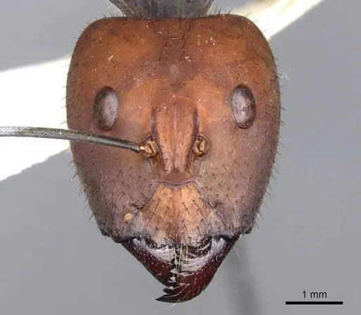 Camponotus singularis specimen CASENT0903555 image casent0903555_2