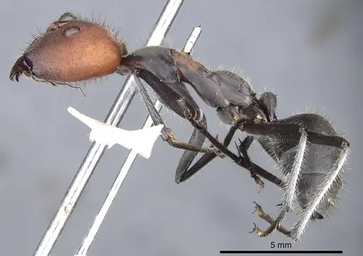 Camponotus singularis specimen CASENT0903555 image casent0903555_3