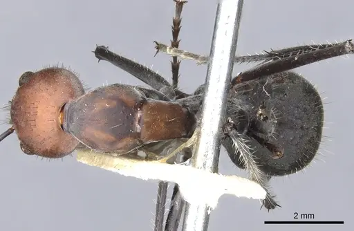 Camponotus singularis specimen CASENT0903556 image casent0903556_1