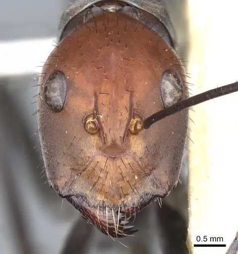 Camponotus singularis specimen CASENT0903556 image casent0903556_2