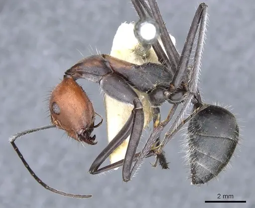 Camponotus singularis specimen CASENT0903556 image casent0903556_3