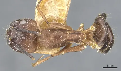 Camponotus sklarus specimen CASENT0903596 image casent0903596_1