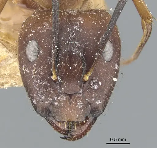 Camponotus sklarus specimen CASENT0903596 image casent0903596_2