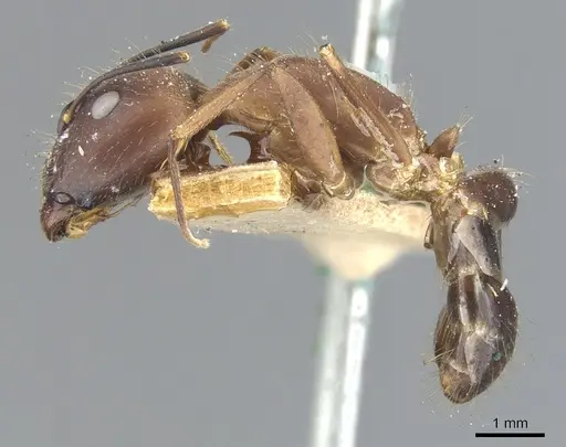 Camponotus sklarus specimen CASENT0903596 image casent0903596_3