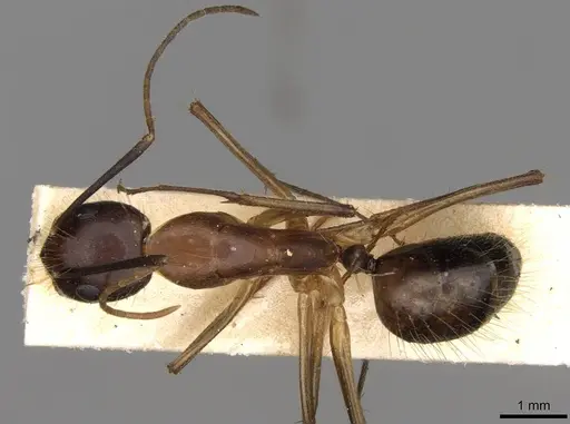Camponotus sklarus specimen CASENT0906988 image casent0906988_1