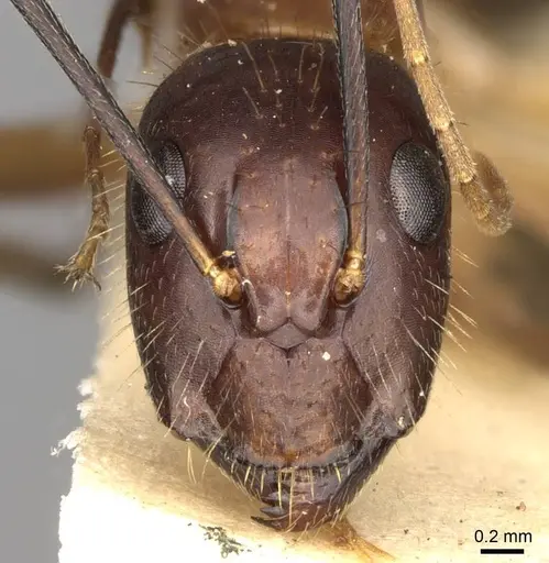 Camponotus sklarus specimen CASENT0906988 image casent0906988_2