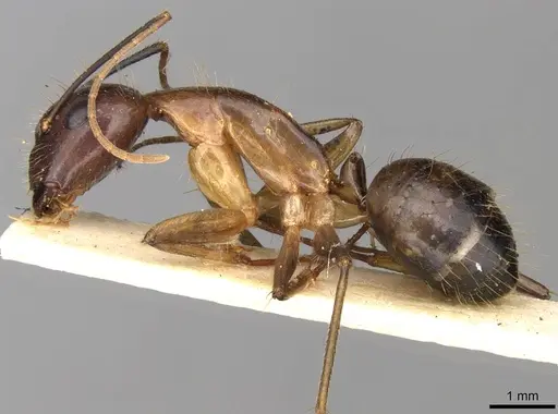 Camponotus sklarus specimen CASENT0906988 image casent0906988_3