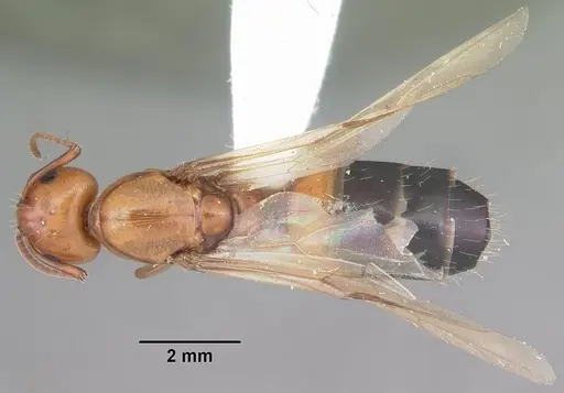 Camponotus snellingi specimen CASENT0103729 image casent0103729_1