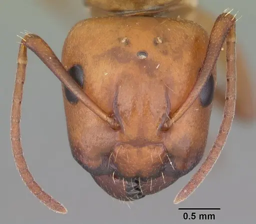 Camponotus snellingi specimen CASENT0103729 image casent0103729_2