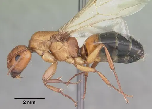 Camponotus snellingi specimen CASENT0103729 image casent0103729_3
