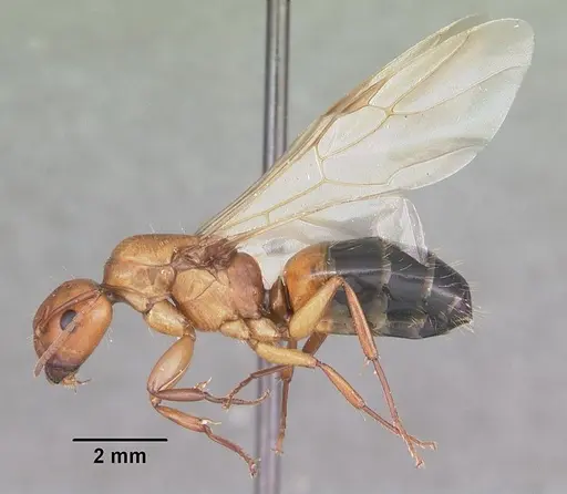 Camponotus snellingi specimen CASENT0103729 image casent0103729_4