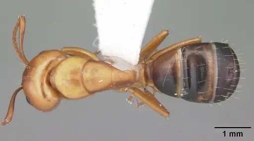 Camponotus snellingi specimen CASENT0103730 image casent0103730_1