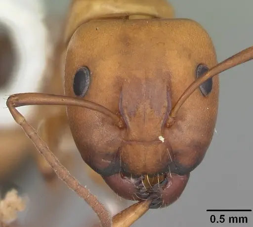 Camponotus snellingi specimen CASENT0103730 image casent0103730_2