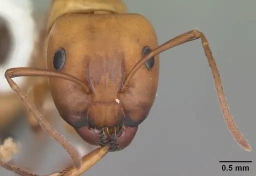 Camponotus snellingi specimen CASENT0103730 image casent0103730_3