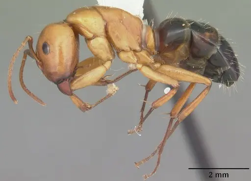 Camponotus snellingi specimen CASENT0103730 image casent0103730_4