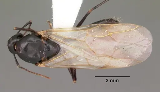Camponotus snellingi specimen CASENT0103731 image casent0103731_1