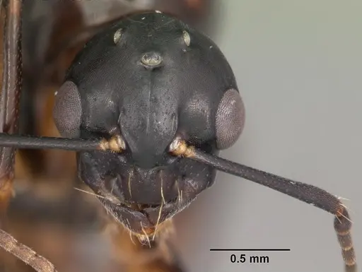Camponotus snellingi specimen CASENT0103731 image casent0103731_2