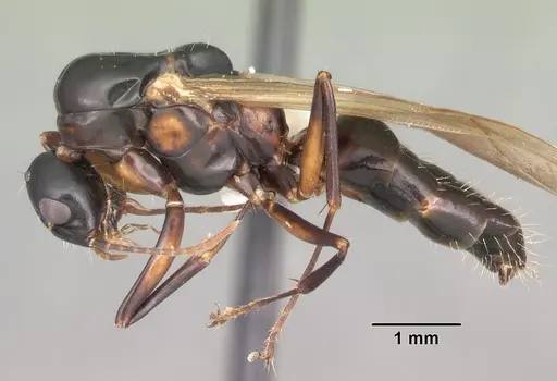 Camponotus snellingi specimen CASENT0103731 image casent0103731_3