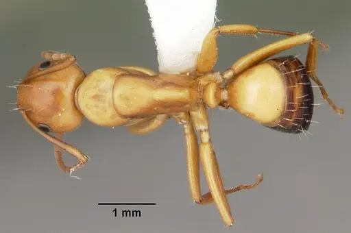 Camponotus snellingi specimen CASENT0103732 image casent0103732_1