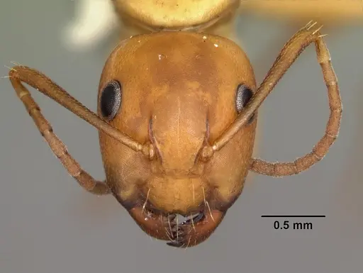 Camponotus snellingi specimen CASENT0103732 image casent0103732_2