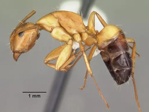 Camponotus snellingi specimen CASENT0103732 image casent0103732_3