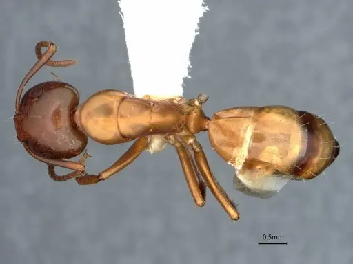 Camponotus snellingi specimen CASENT0221958 image casent0221958_1
