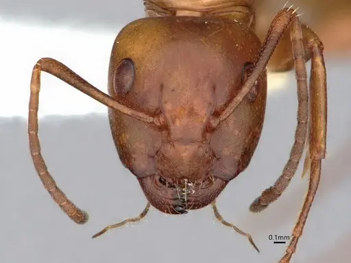 Camponotus snellingi specimen CASENT0221958 image casent0221958_2