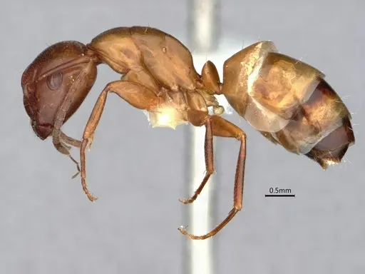 Camponotus snellingi specimen CASENT0221958 image casent0221958_3