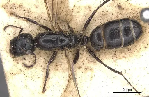 Camponotus snellingi specimen CASENT0901915 image casent0901915_1