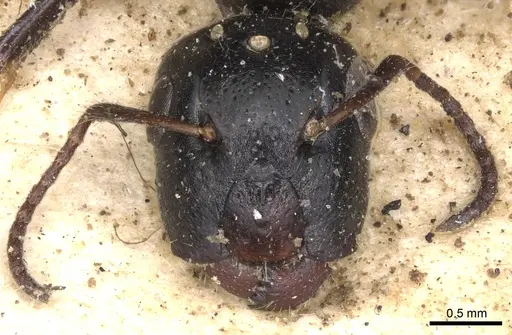 Camponotus snellingi specimen CASENT0901915 image casent0901915_2