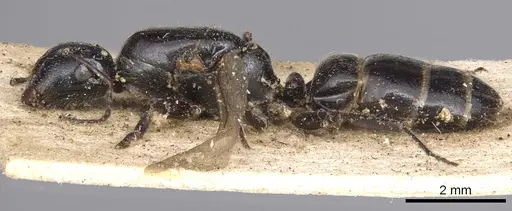 Camponotus snellingi specimen CASENT0901915 image casent0901915_3